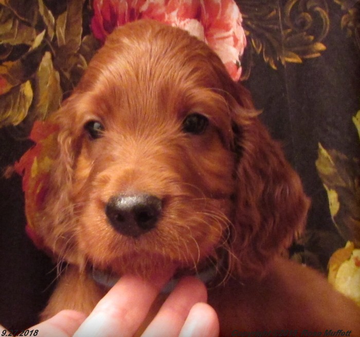 Liza's Puppies