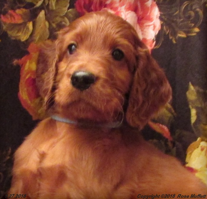 Liza's Puppies