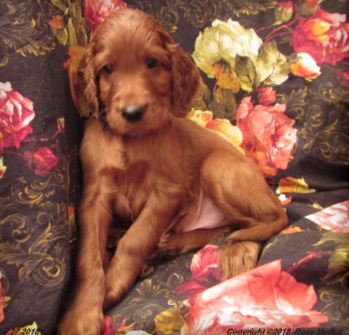 Liza's Puppies