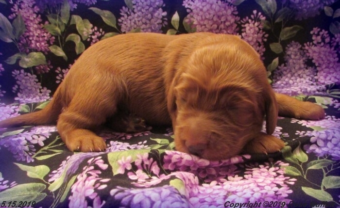 Liza's Puppies