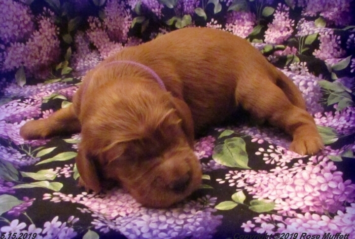 Liza's Puppies