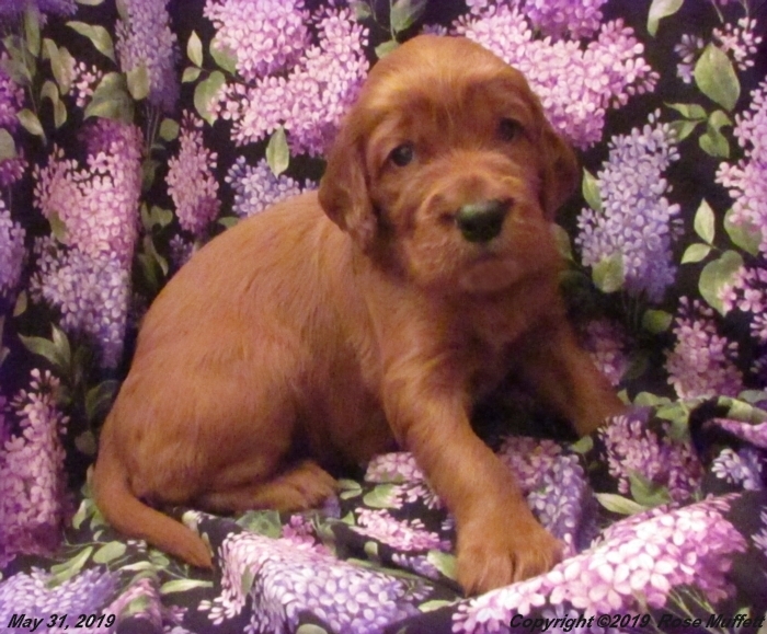 Liza's Puppies