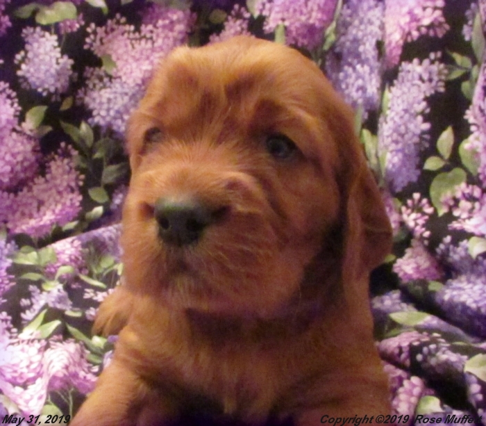Liza's Puppies