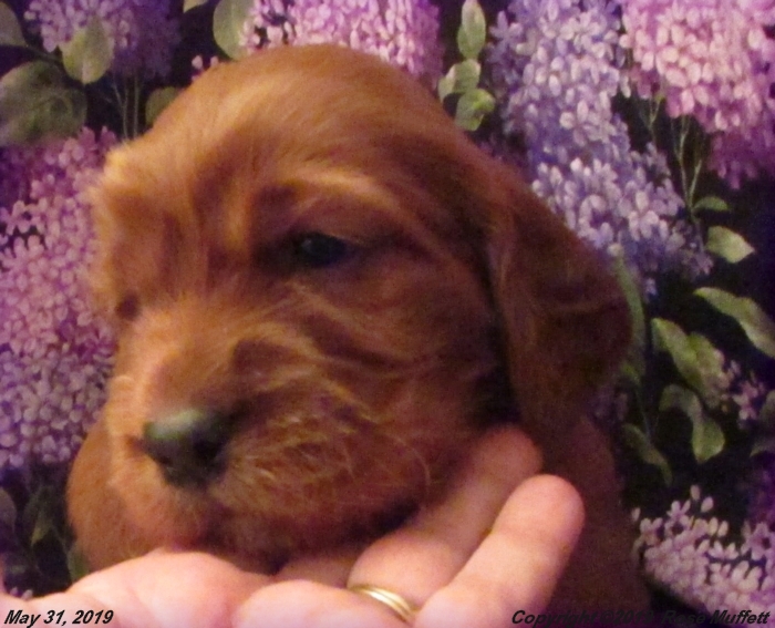 Liza's Puppies