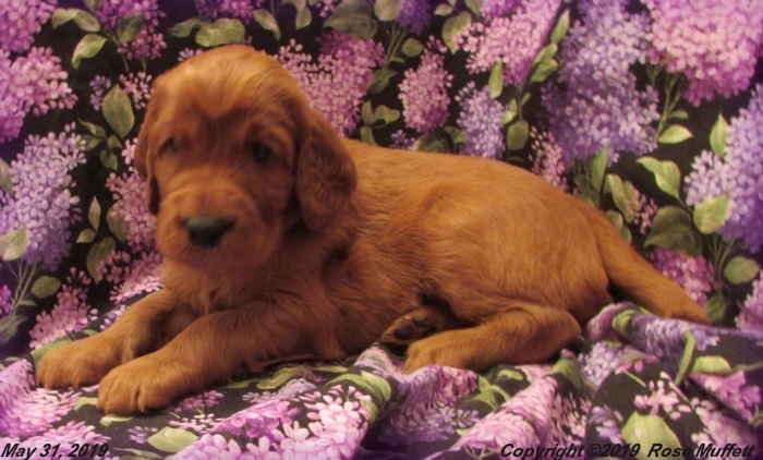 Liza's Puppies