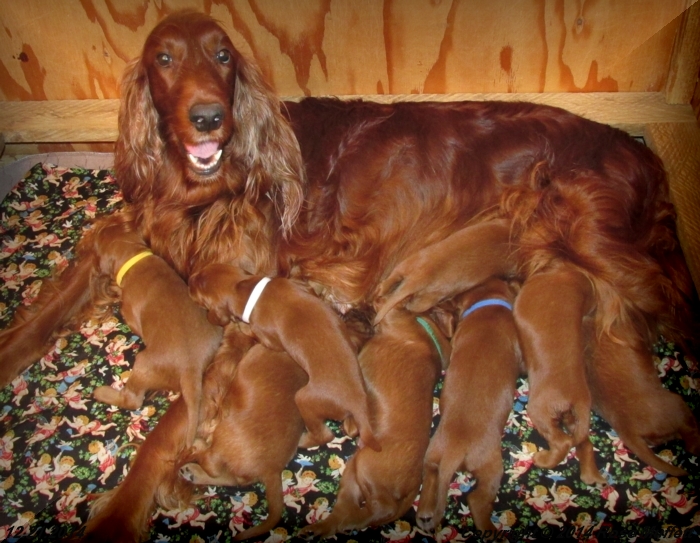 AKC Irish Setter Puppies