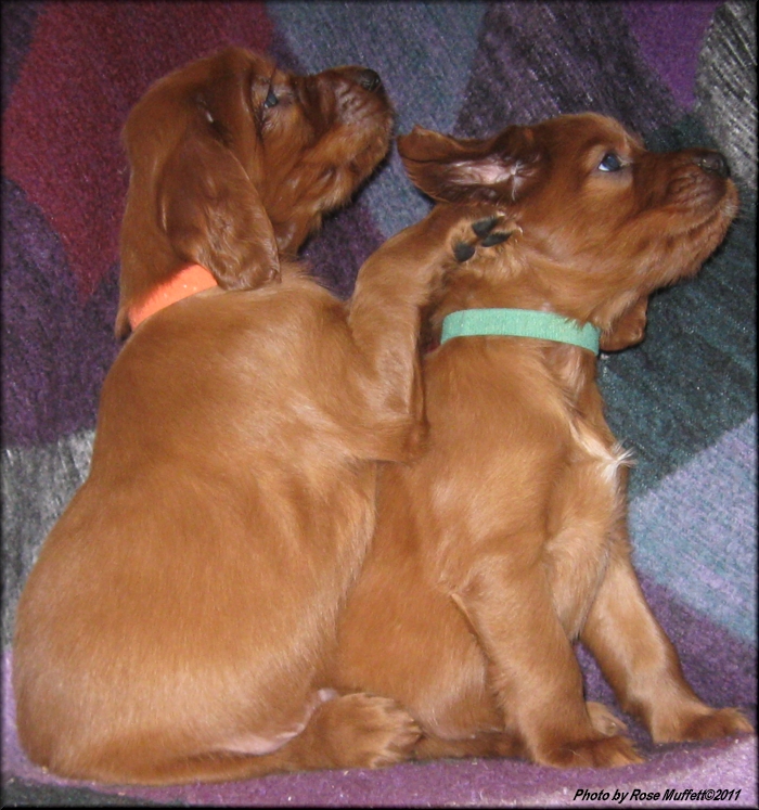 AKC Irish Setter Puppy