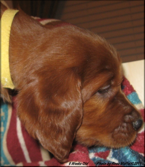 AKC Irish Setter Puppy For Sale