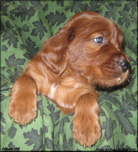 AKC Irish Setter Puppy