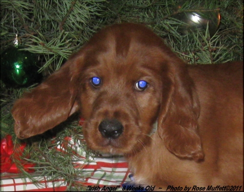 AKC Irish Setter Puppy For Sale