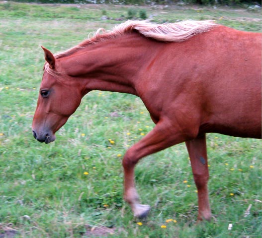 Little Brown 2008 filly