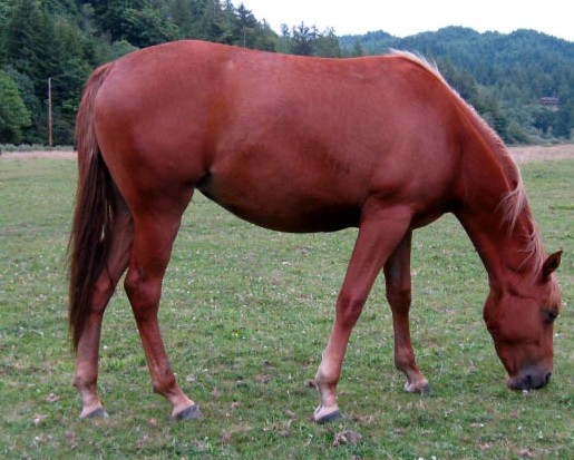 Little Brown