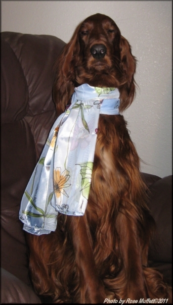 Tommy ~ Fleetwood Farms Jet Setter