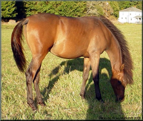 MF Equiknox