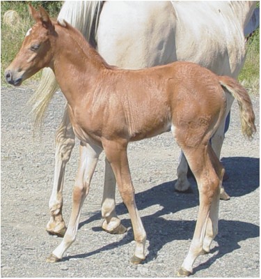Little Brown