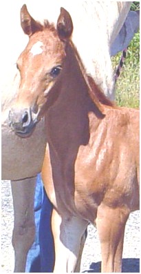 Litle Brown 2008 chestnut filly