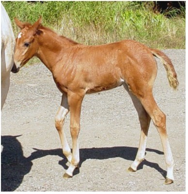 Little Brown 2008 chestnut filly