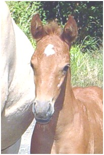 Little Brown 2008 filly