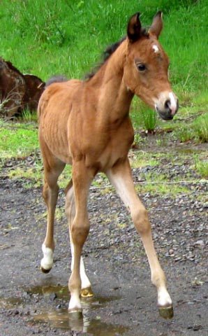 MF Merry Melody Baby Picture