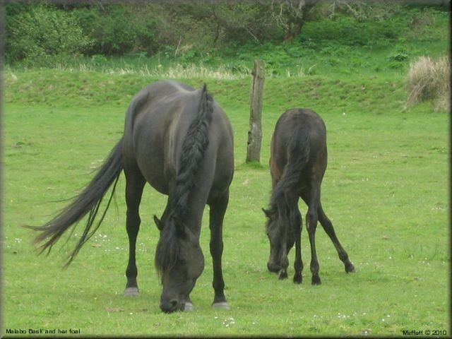 Malabo Bask and foal