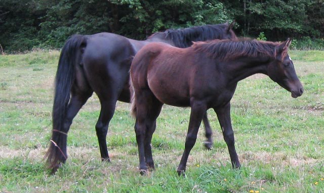 Malabo Mare's Colt