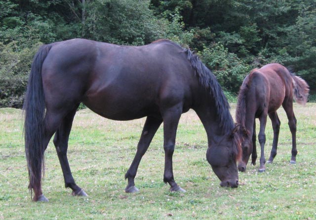 Malabo Bask and foal