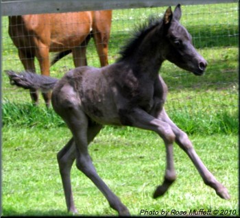 Black Colt