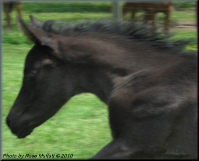 Black Colt