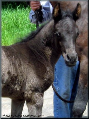 Black Colt