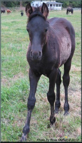 Black Colt July 2010