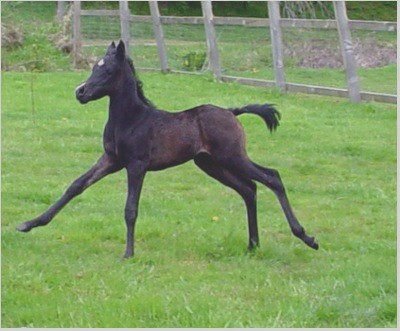 Knight Ranger 2008 Black Colt