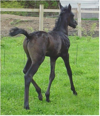 Knight Ranger 2008 Black Colt