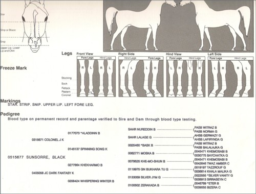 Sunsorre Pedigree