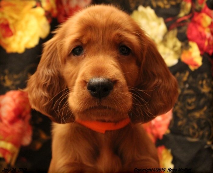 Taffy's Puppies
