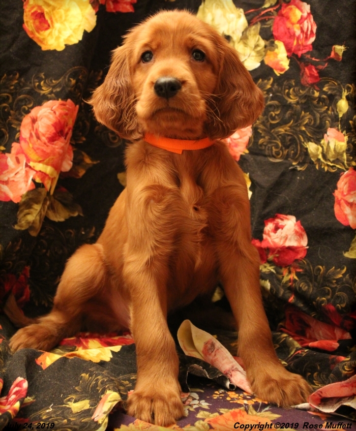 Taffy's Puppies