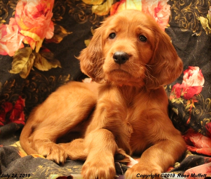 Taffy's Puppies