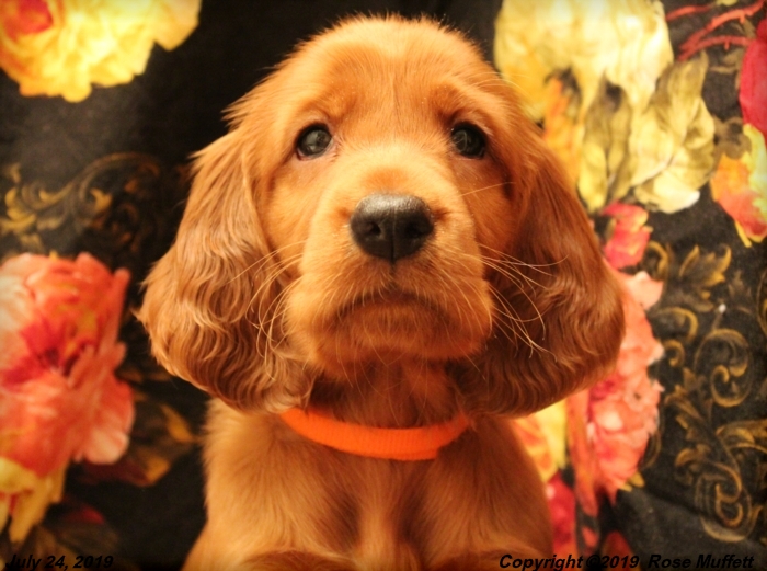 Taffy's Puppies