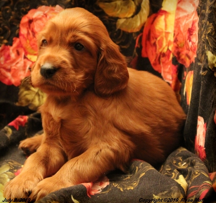 Taffy's Puppies
