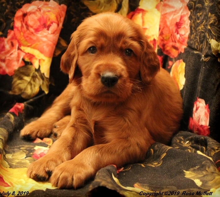 Taffy's Puppies