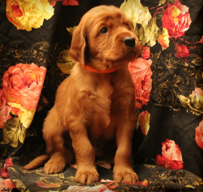 Taffy's Puppies