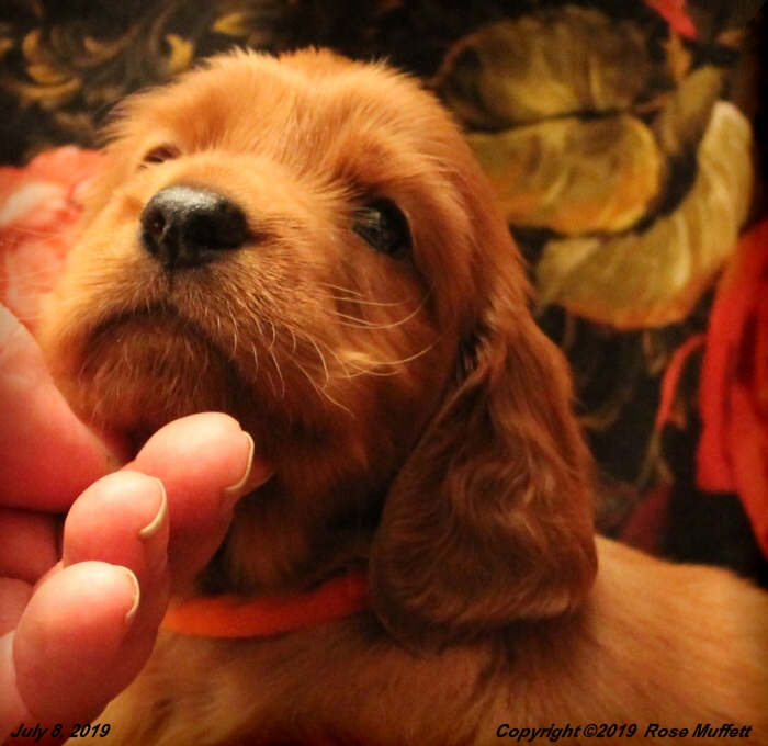 Taffy's Puppies
