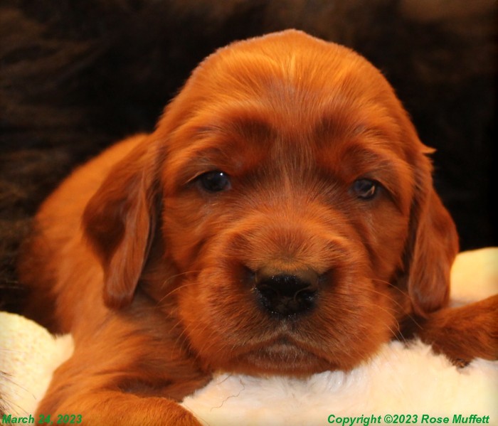 Taffy's Puppies