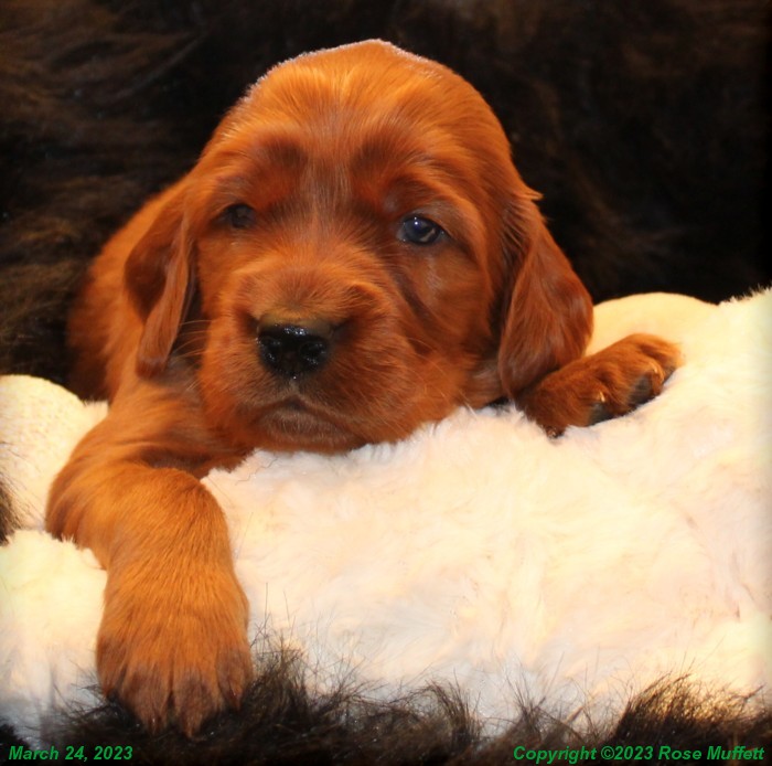 Taffy's Puppies