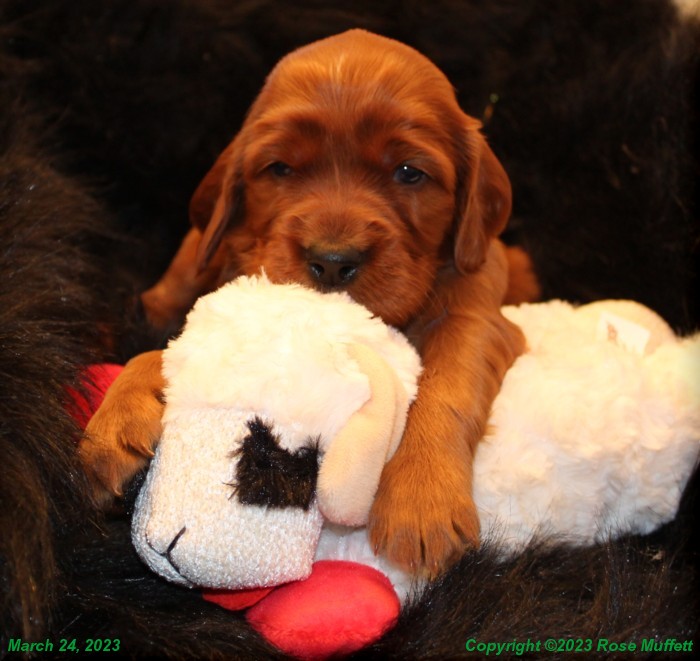 Taffy's Puppies