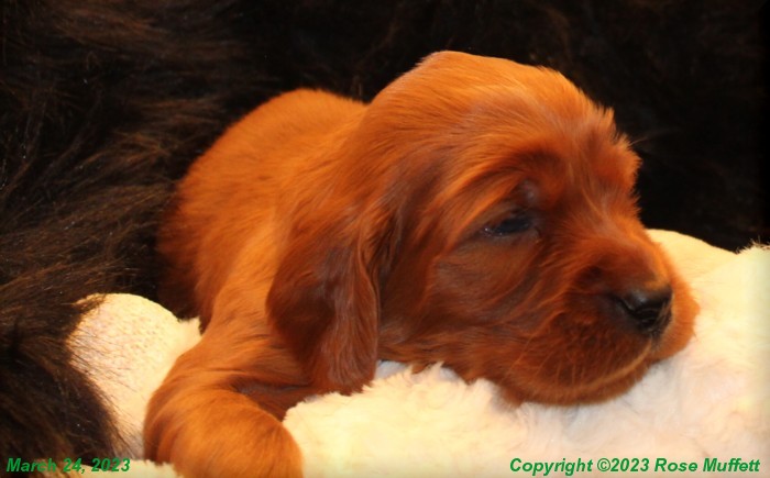 Taffy's Puppies