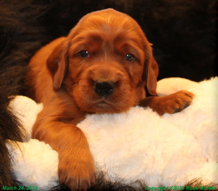 Taffy's Puppies