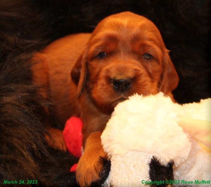 Taffy's Puppies