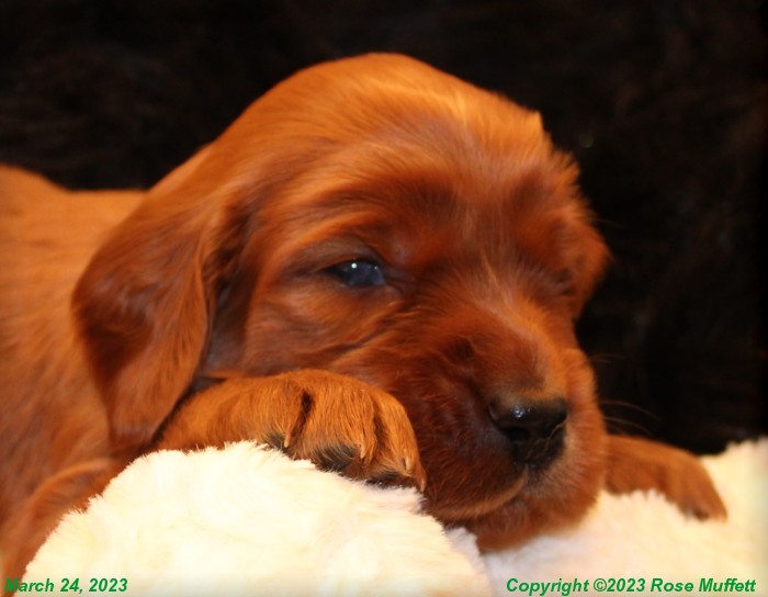 Taffy's Puppies