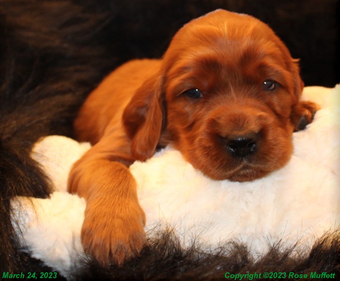 Taffy's Puppies