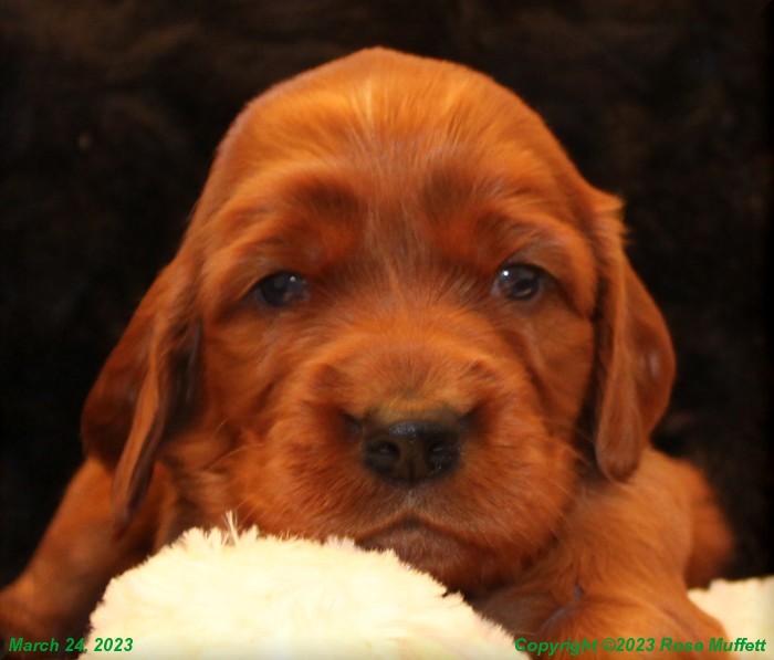 Taffy's Puppies